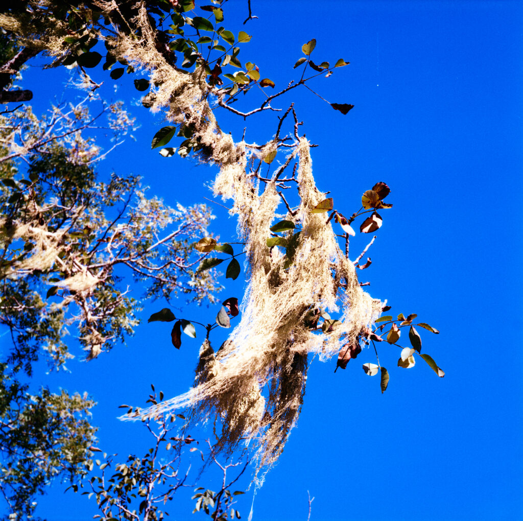 Lichen hanging from tree