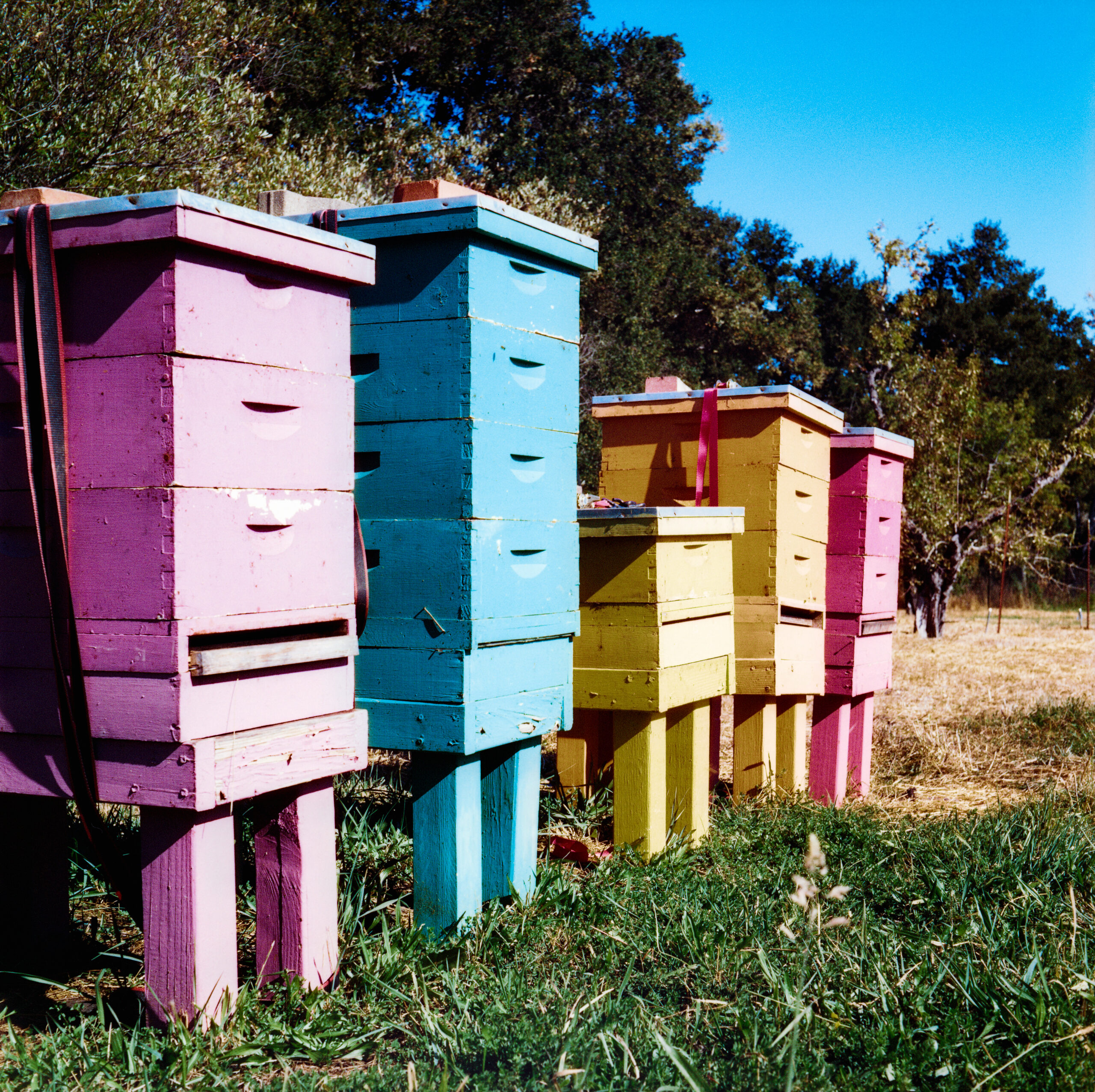 Colorful bee hives