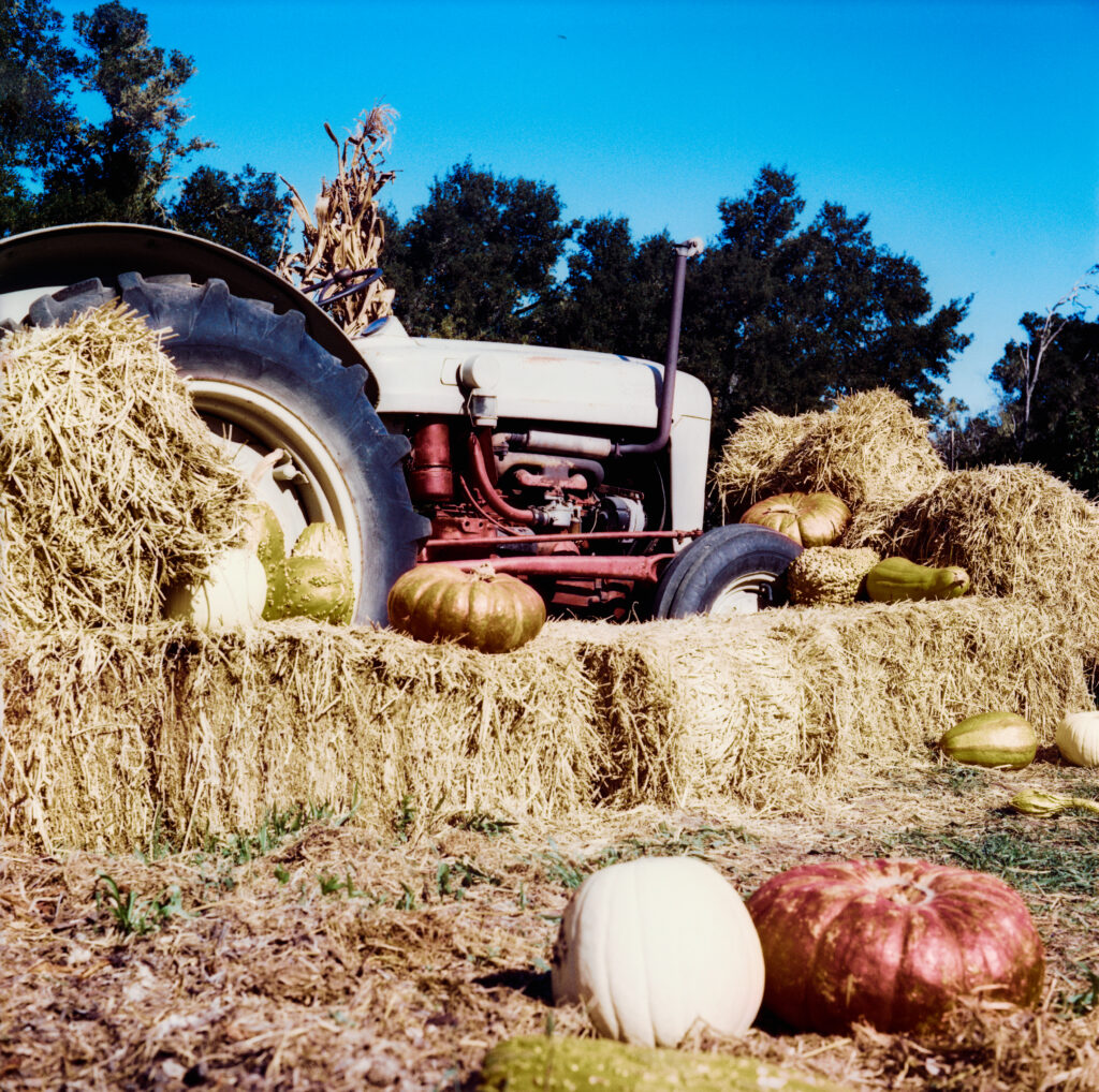 Hay stacks