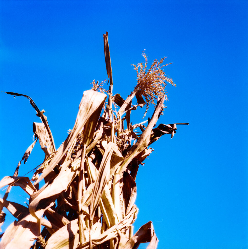 Indian corn