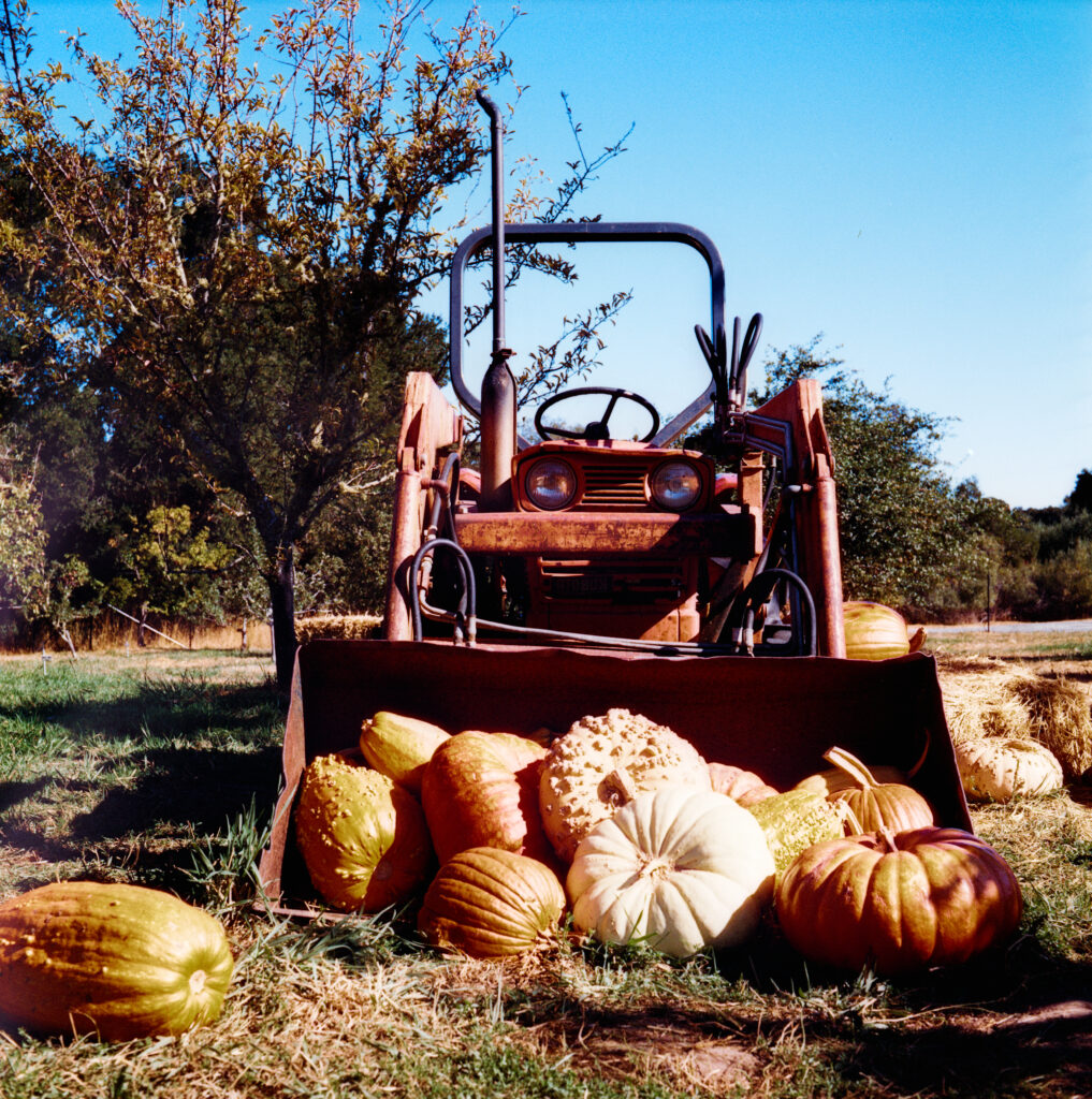 Truckload of pumpkins