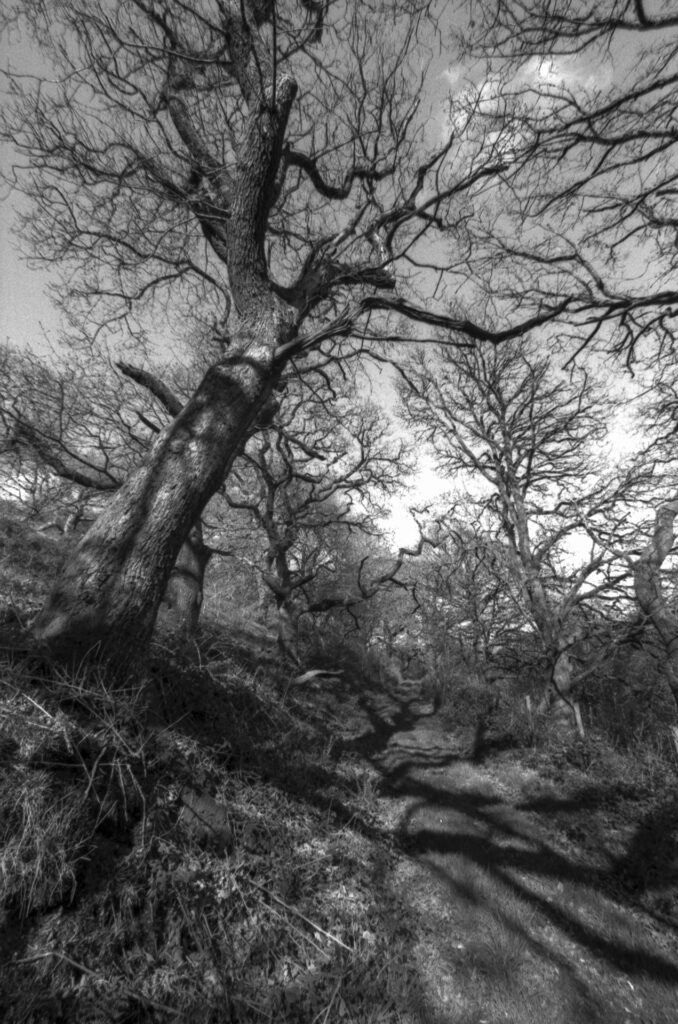 Photograph of trees in a wood.