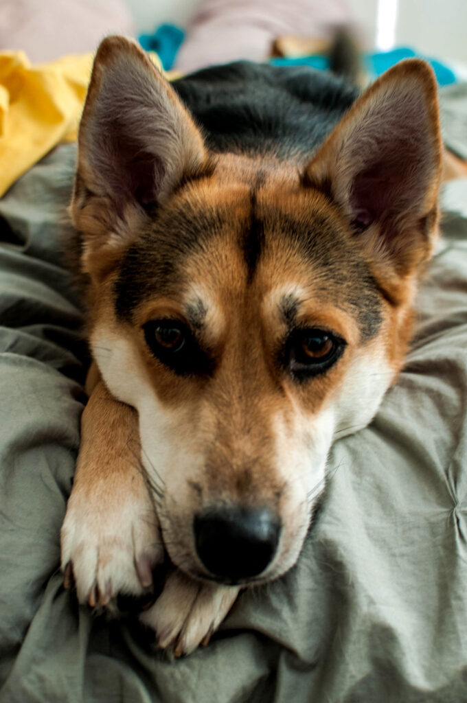 Dog laying in bed