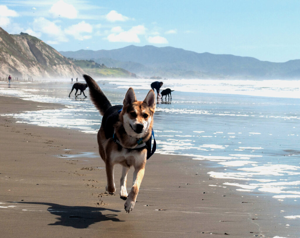Dog running on beach