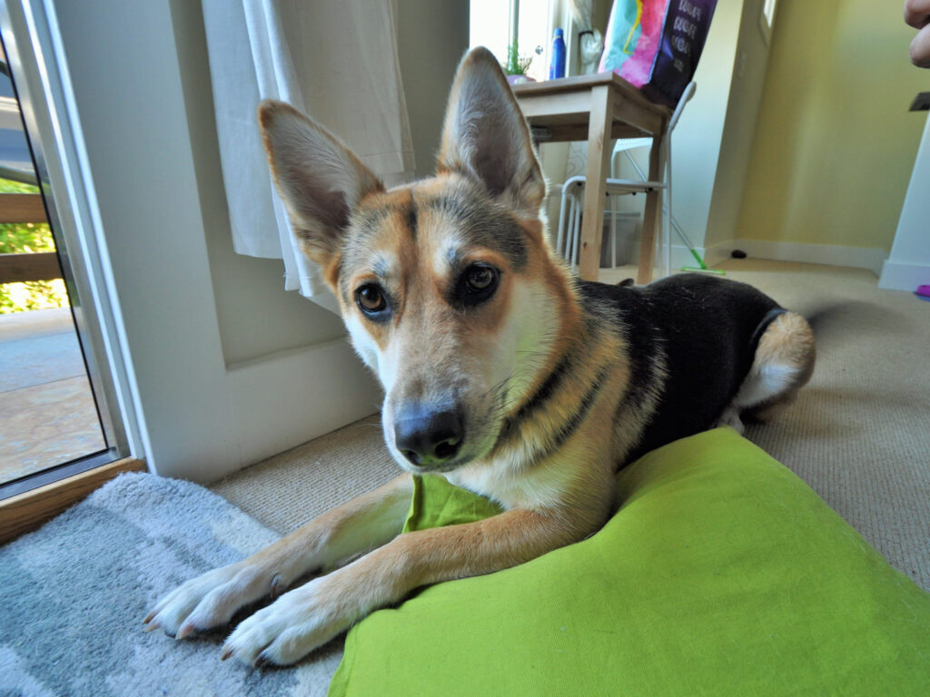 Dog looking into lens