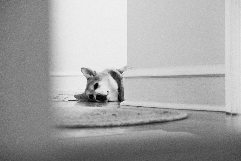 Dog sleeping