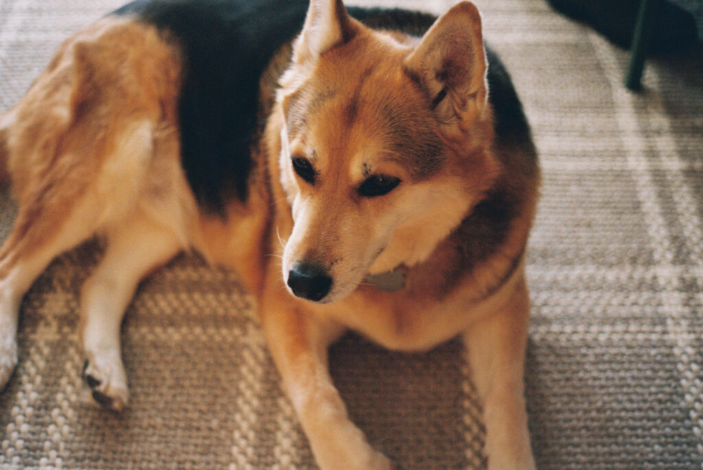 Dog laying on floor