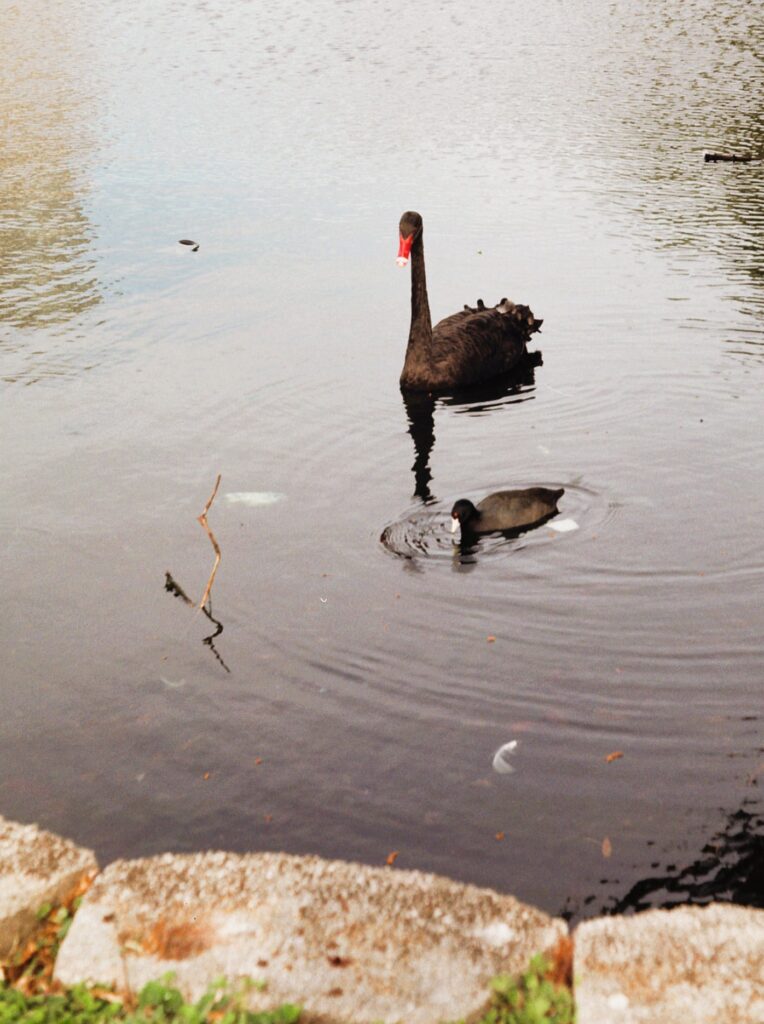 Adult and juvenile black swans