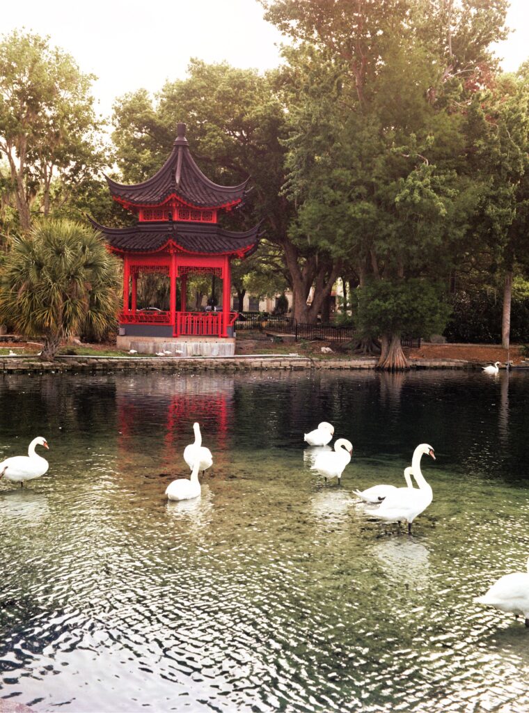 Chinese Ting with ever-present swans in foreground