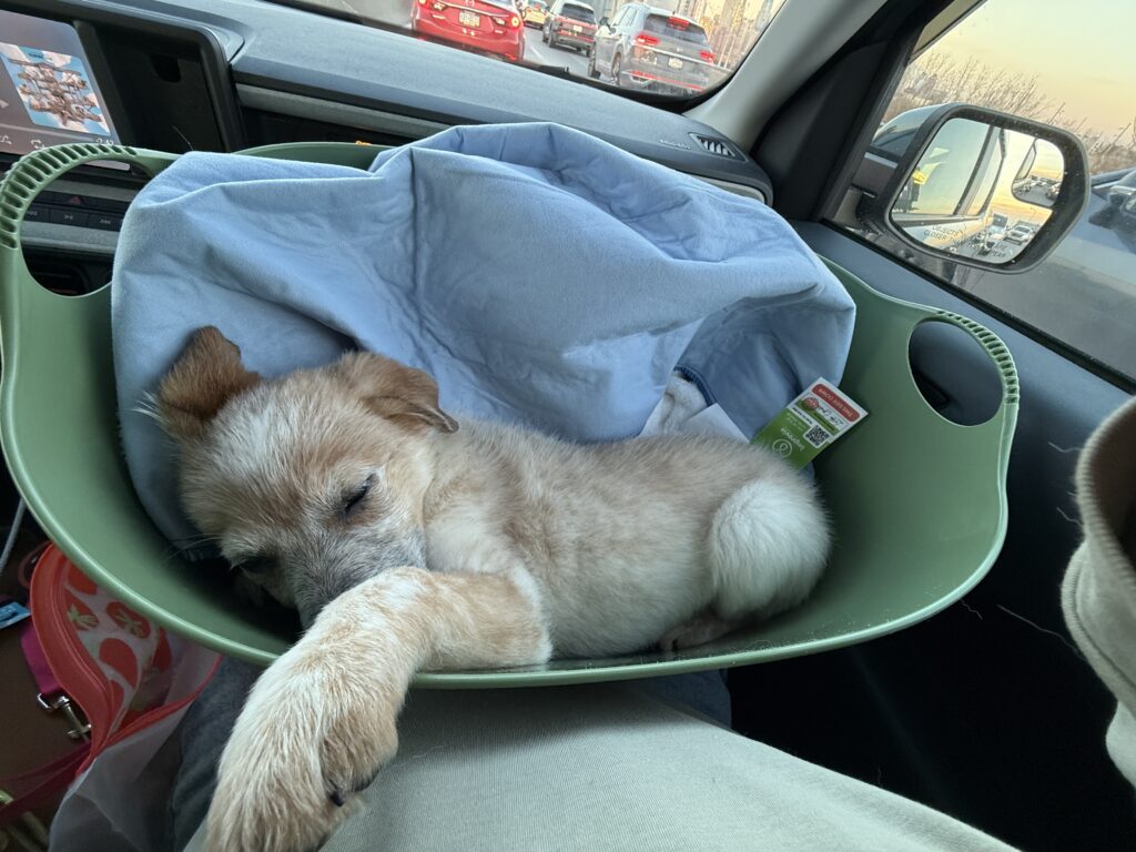 Dog in basket