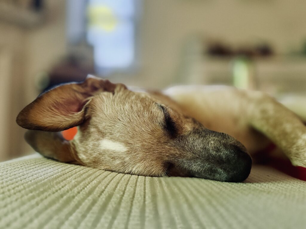 Puppy sleeping