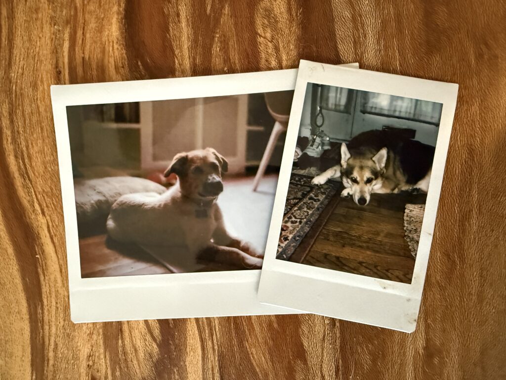 Photos of dogs