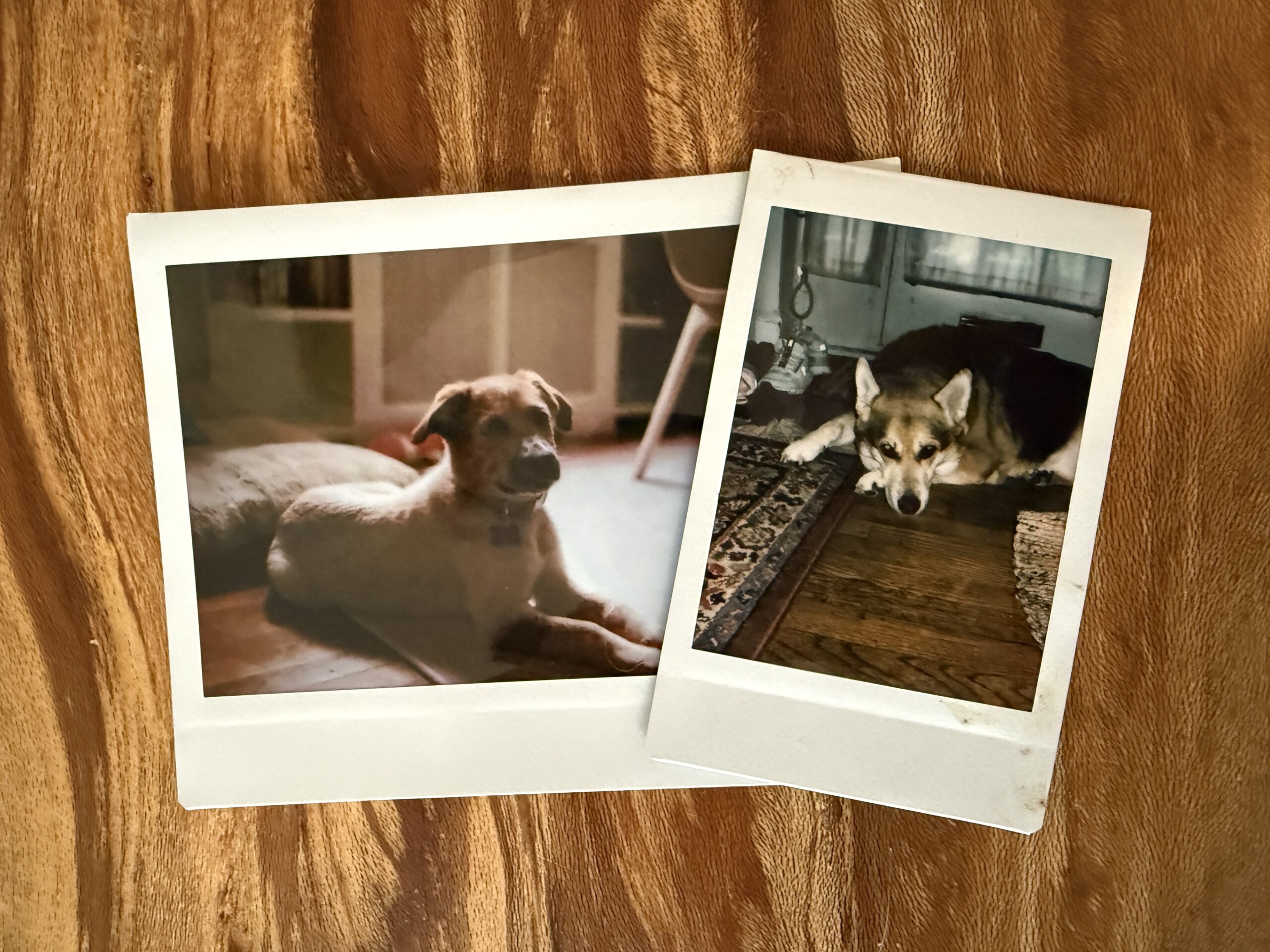 Photos of dogs