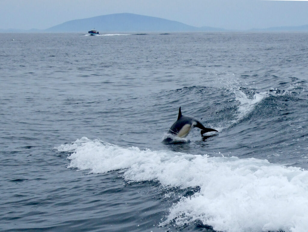 A friendly dolphin