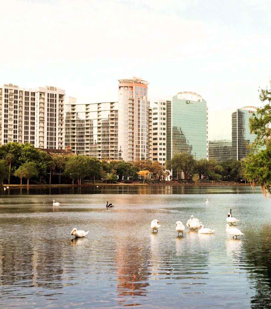 Swans with the downtown Orlando skyline in the background