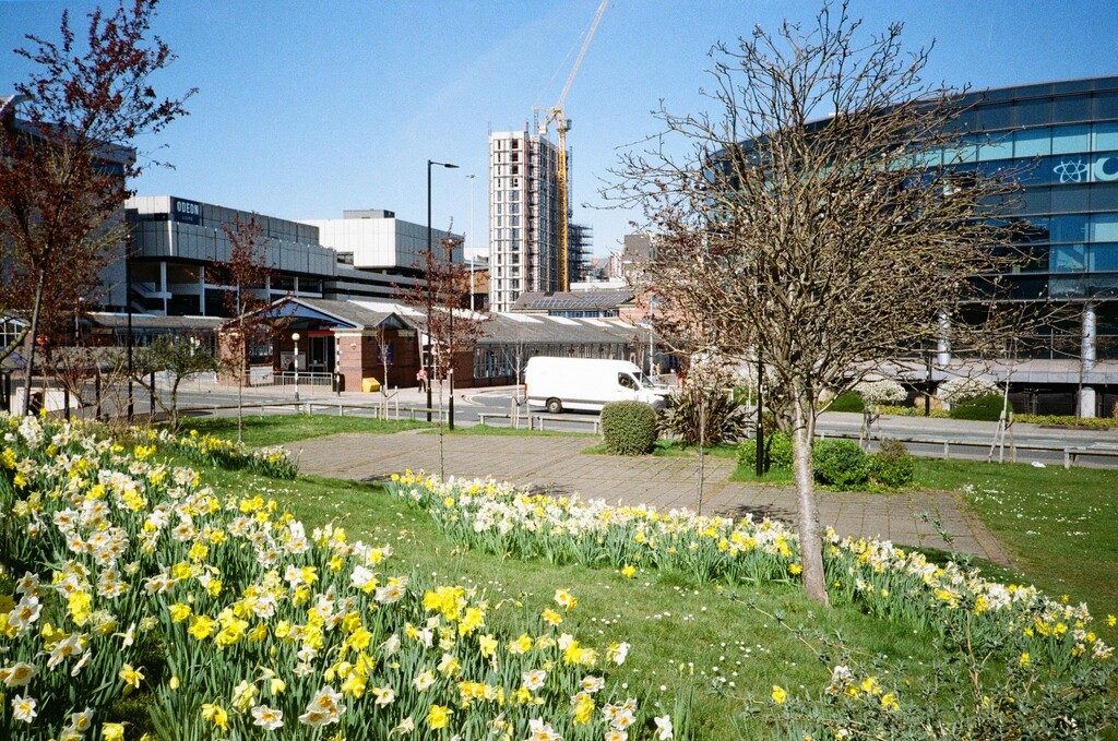 Daffodils
