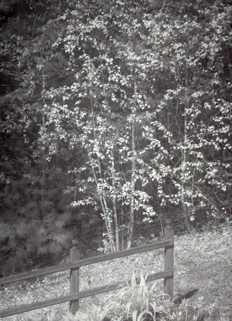 IR photo 03