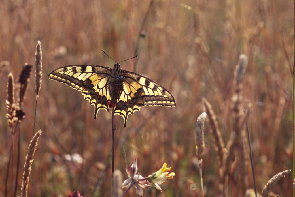 Swallowtail Butterfly (Papilio machaon)