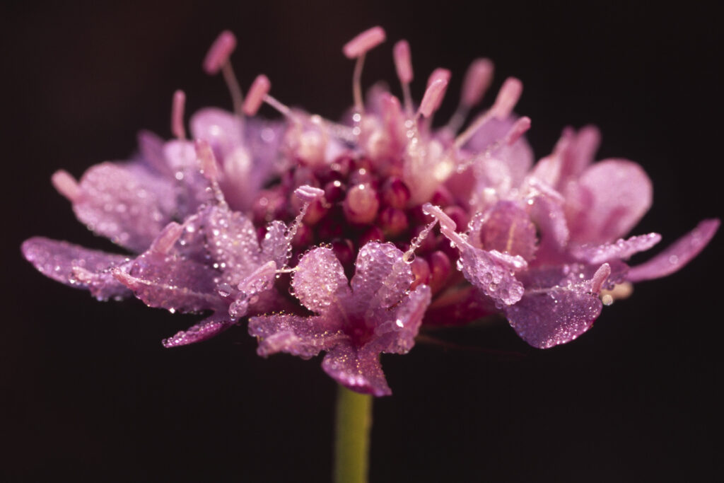 Shining Scabious (Scabiosa lucida).