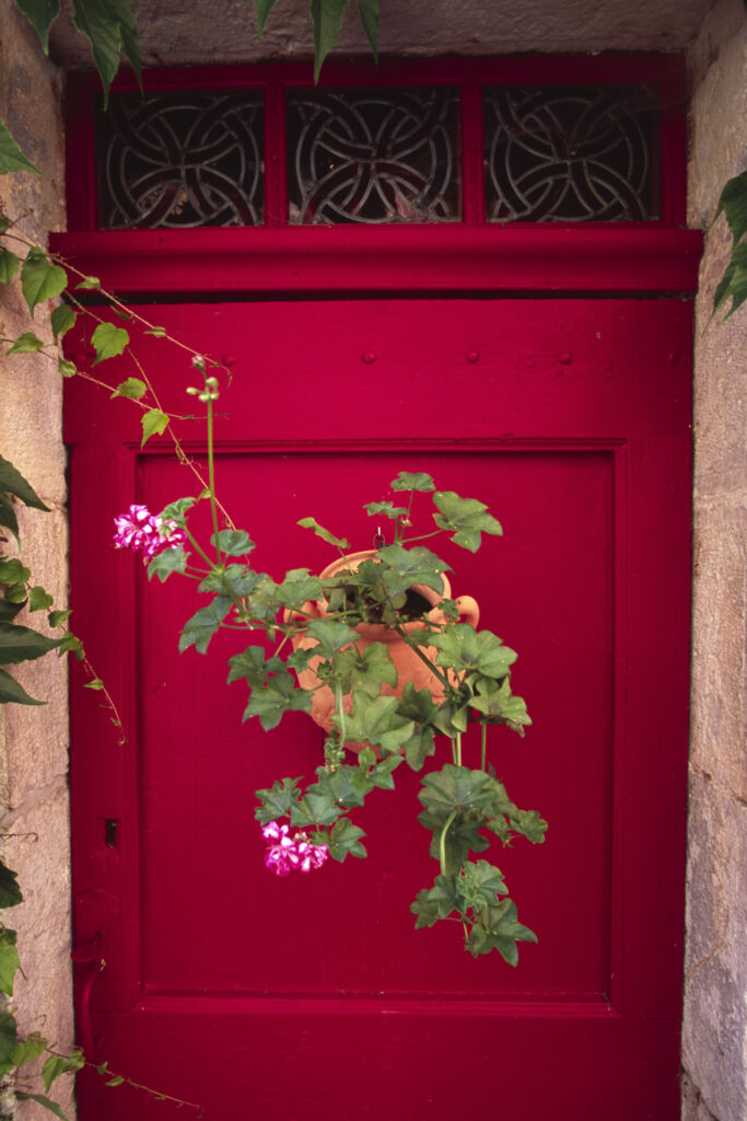 Pelargoniums on a red door.