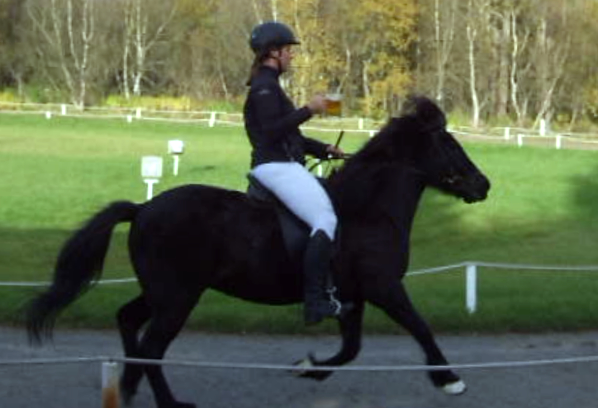 An Icelandic Horse doing a super-smooth "Tolt" as its rider holds a stein of beer without spilling a drop.