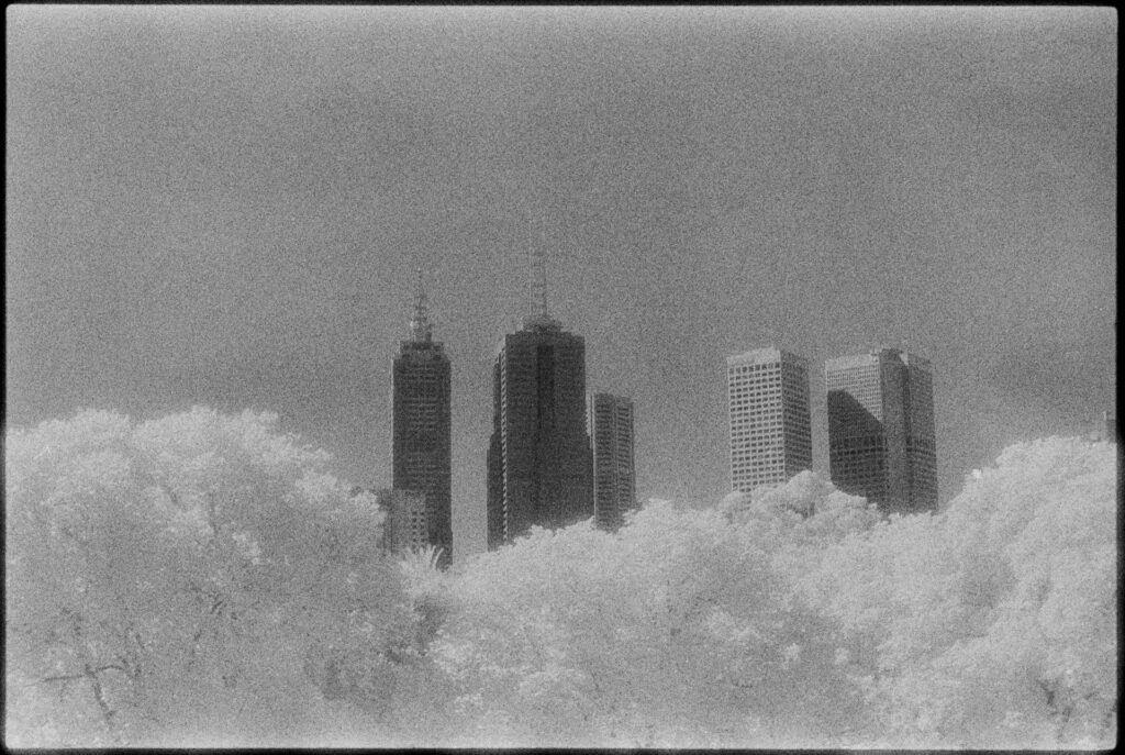 Black and white infrared image of skyscrapers rising above a tree canopy in the foreground