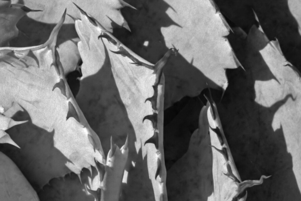 Agave potatorum crop