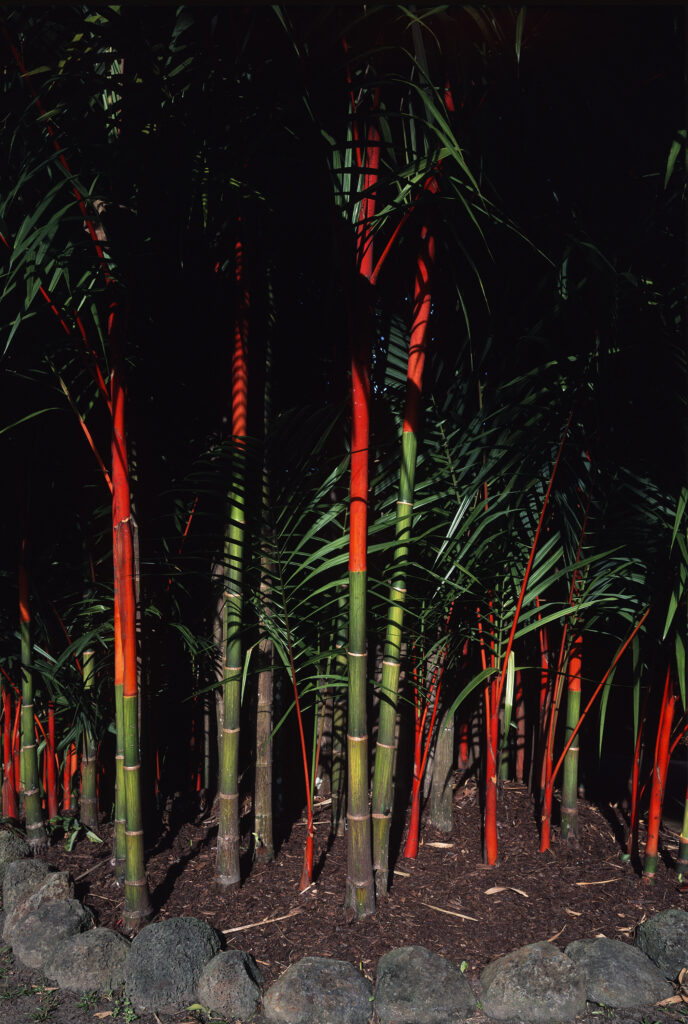 Lipstick Palms