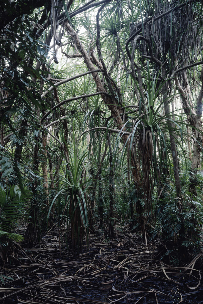 Pandanus in swamp forest