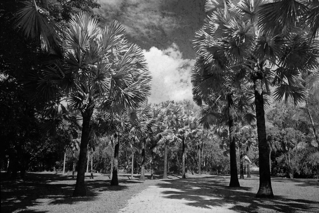 Bismarck Palms