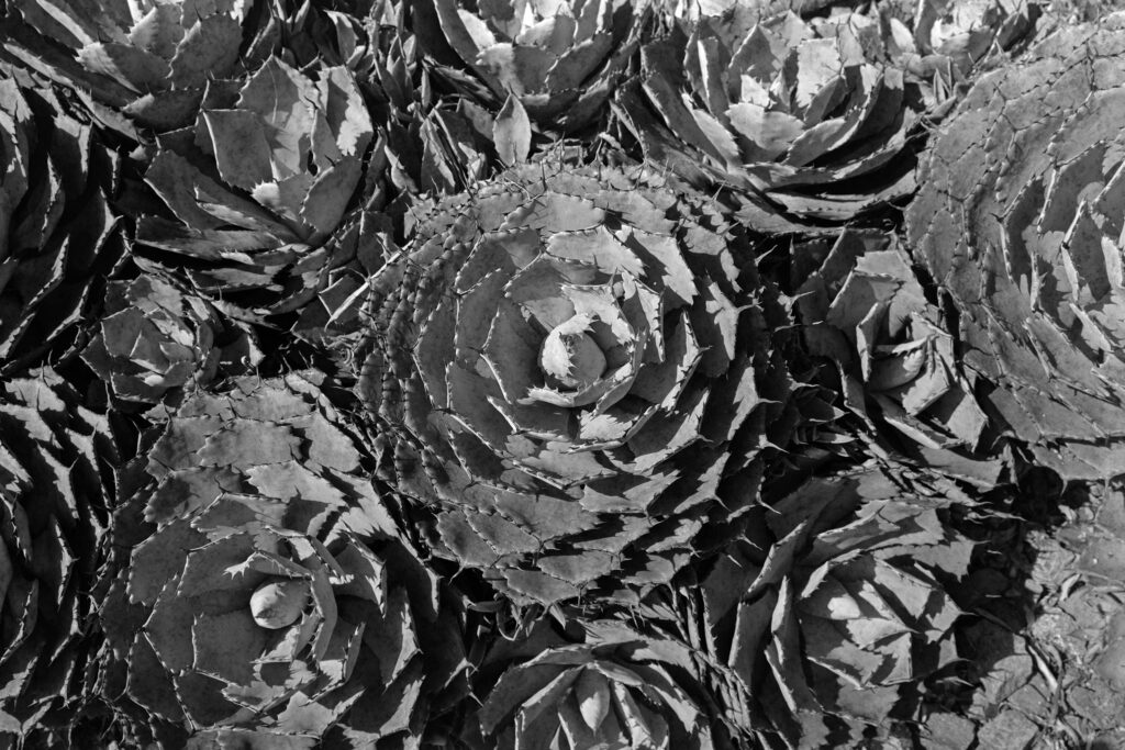 Agave potatorum