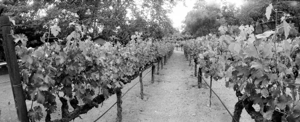 Beringer Winery: endless vines