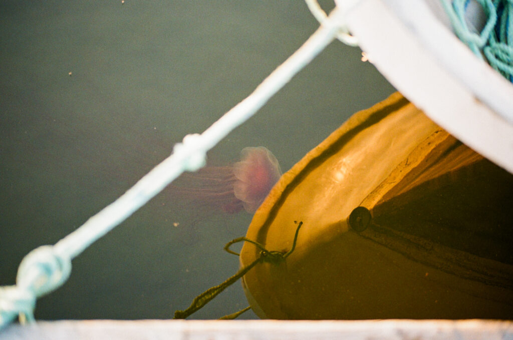 Photo of jellyfish