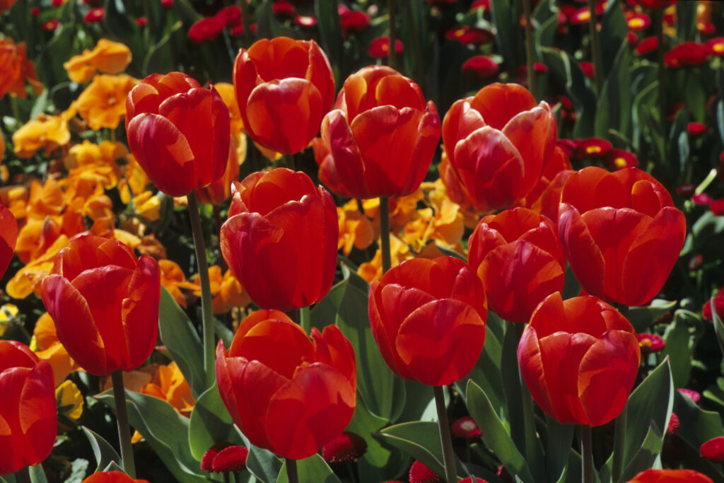 Floriade 3 (Nikon)