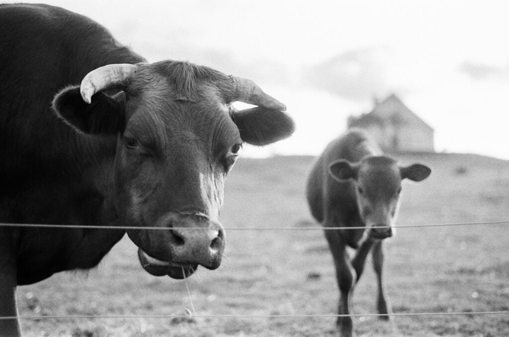 Two cows