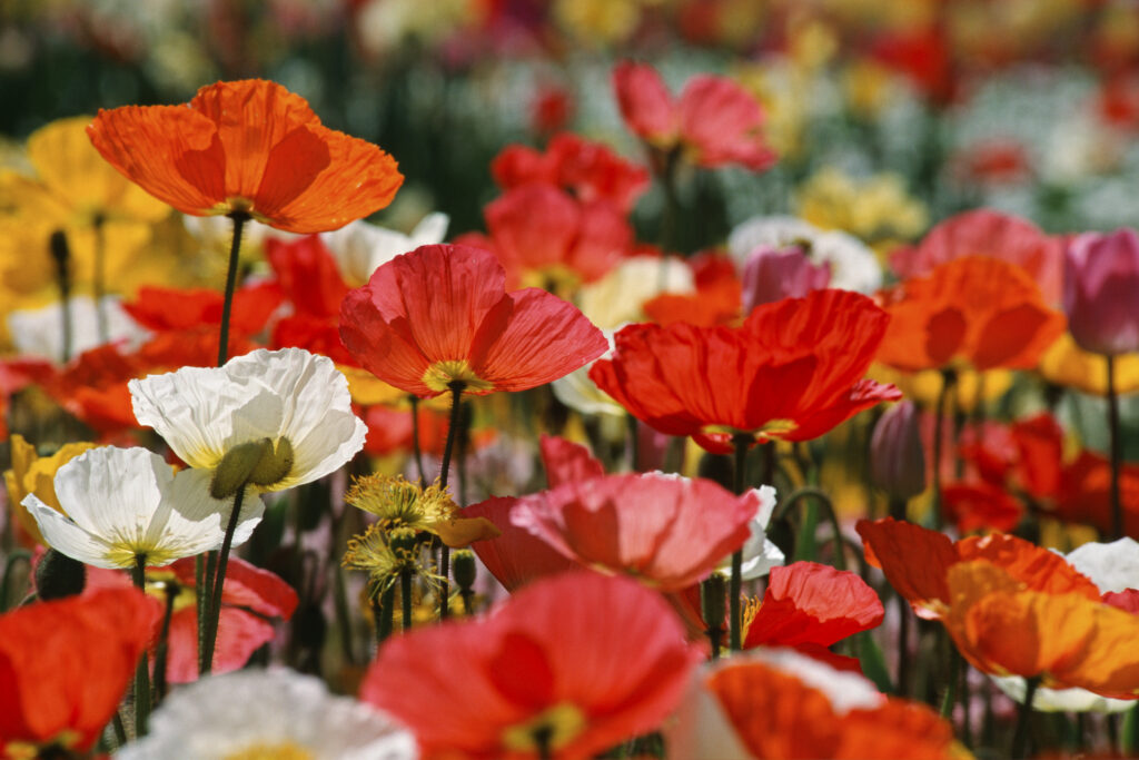 Floriade 5 (Nikon)