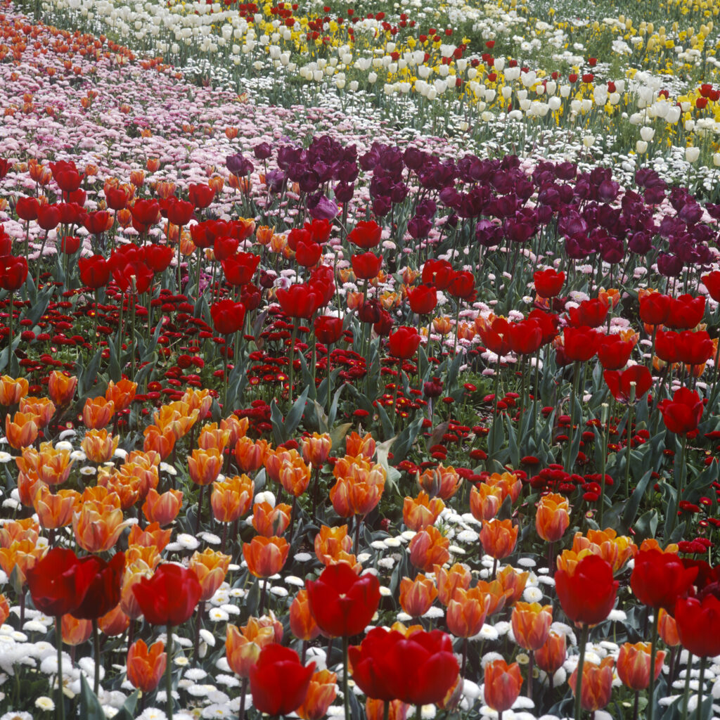 Floriade 6