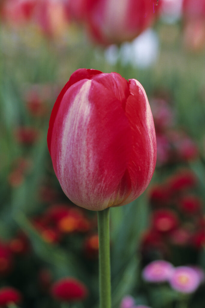Floraide 7 (Nikon)