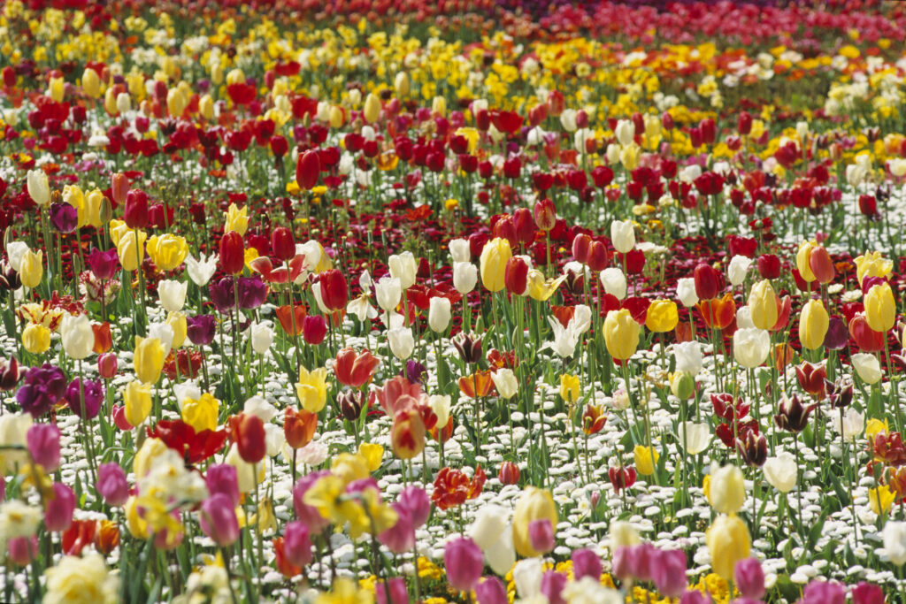 Floriade 8 (M6)