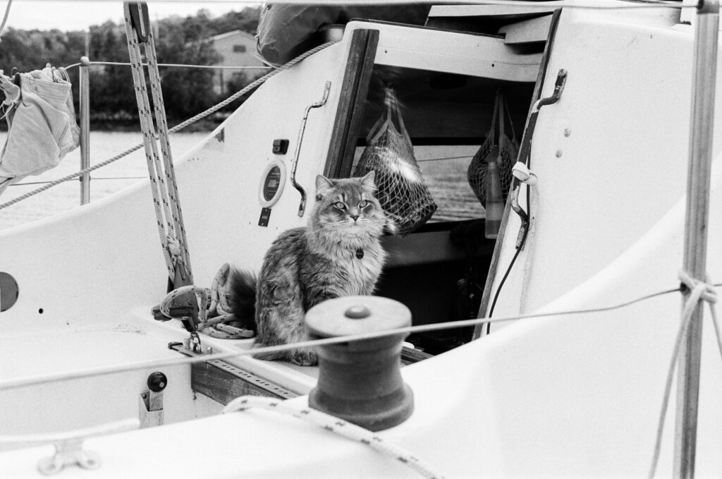 Cat on boat