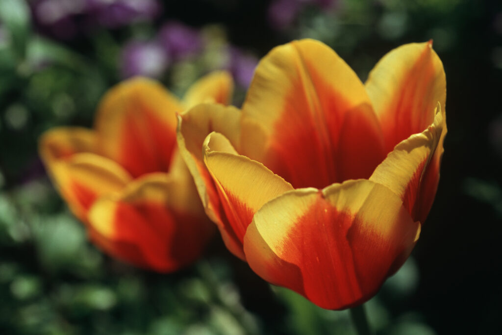 Floriade 9 (Nikon)