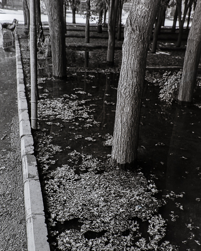 Canon A1 | Black & White Negative film | Agfa Isopan