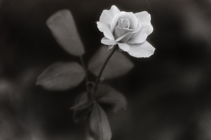 Canon A1 | Black & White Negative film | Agfa Isopan