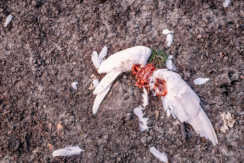 Nikon F-801s | Colour reversal film | Fujichrome Velvia 50