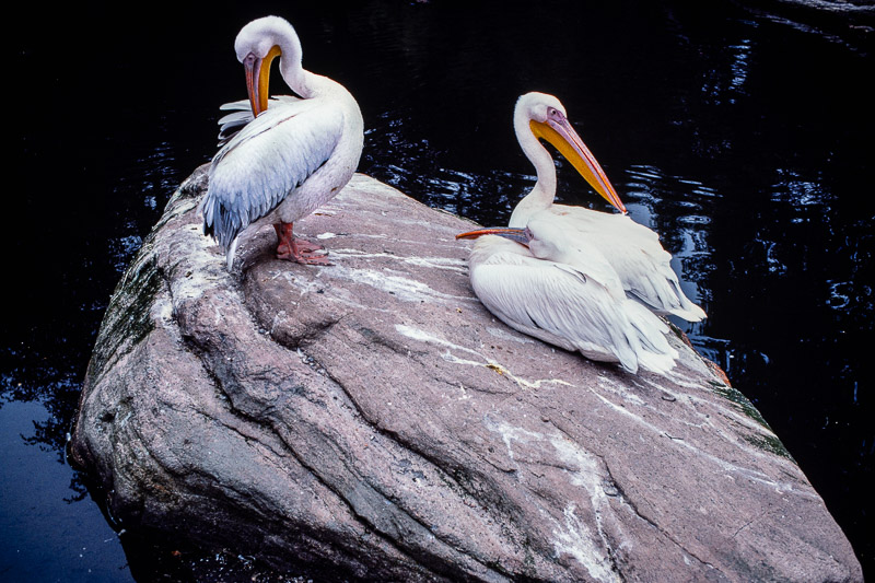 Canon A1 | Colour reversal film | Kodachrome 64