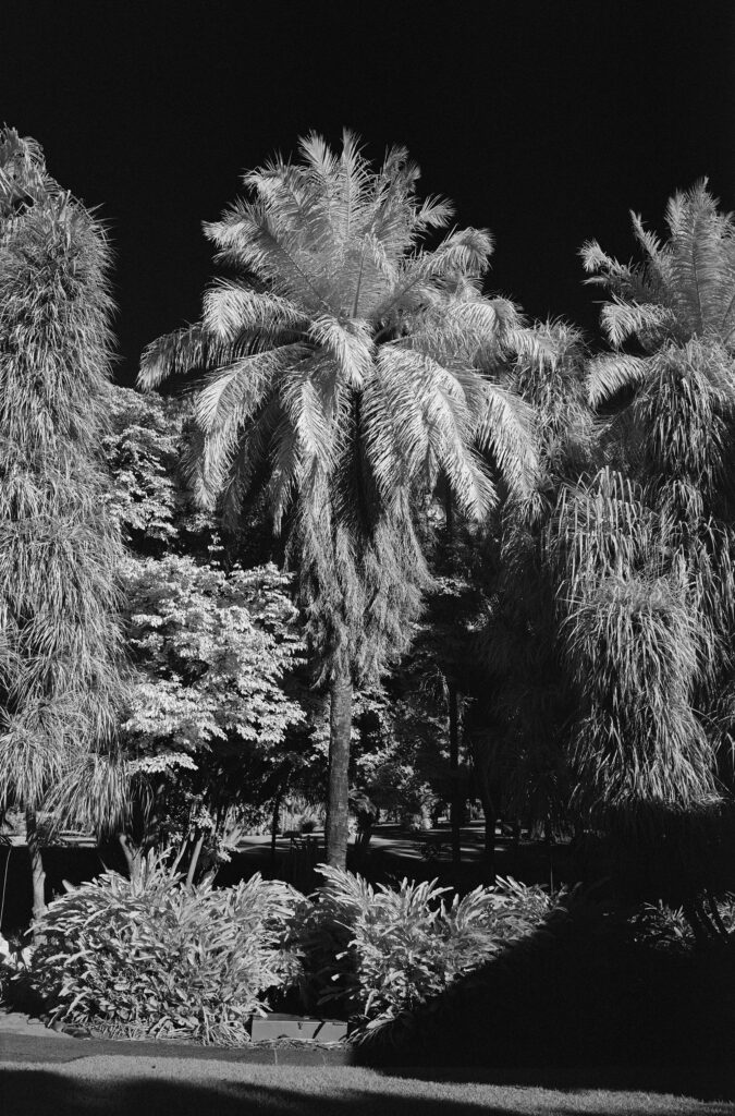 Chroma Six9 JCH Streepan IR Palms
