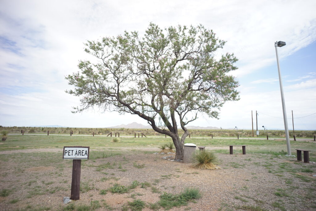 A tree