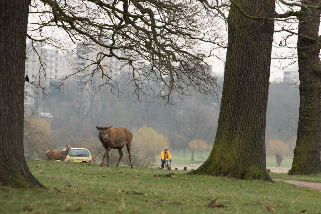 Red deer near a park road, with London apartment blocks in the distance. Nikon D800E with Nikkor AF-S 70-200mm f/2.8G ED VR mark II.