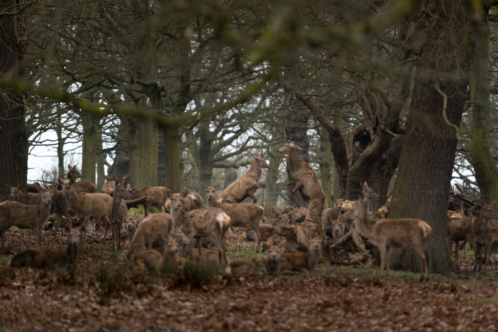Young red deer males rising on hind legs, sparring. Nikon D800E with Nikkor AF-S 70-200mm f/2.8G ED VR mark II,