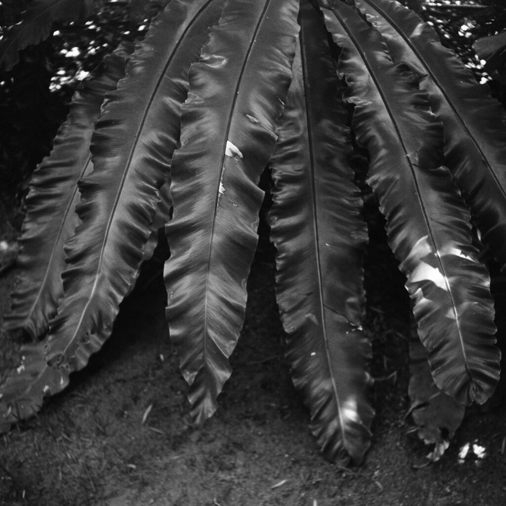 Giant leaves
